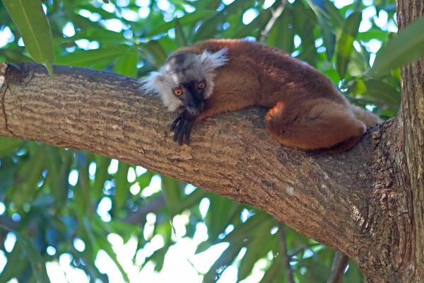 Tipos de lémur - Lémur negro (Eulemur macaco)