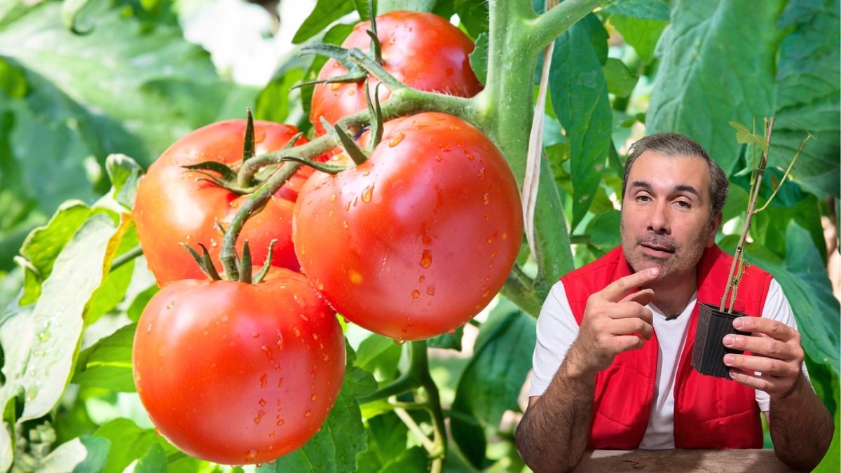 Martín, biólogo especializado en botánica: “Para que las tomateras crezcan fuertes y produzcan más tomates, hay que generar una mayor cantidad de raíces”