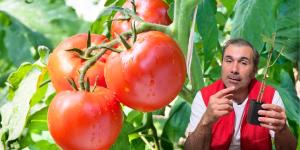 Martín, biólogo especializado en botánica: “Para que las tomateras crezcan fuertes y produzcan más tomates, hay que generar una mayor cantidad de raíces”