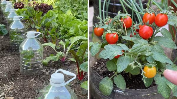 Martín, biólogo especializado en botánica: “Para que las tomateras crezcan fuertes y produzcan más tomates, hay que generar una mayor cantidad de raíces” - Proteger las tomateras jóvenes de las noches frías