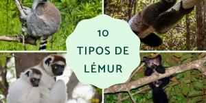 Tipos de lémur