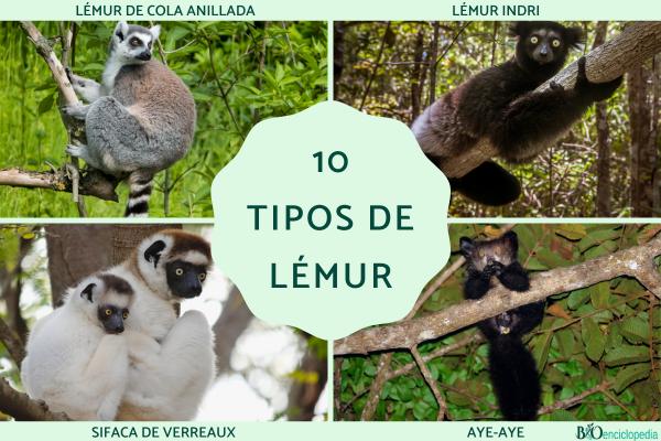 Tipos de lémur