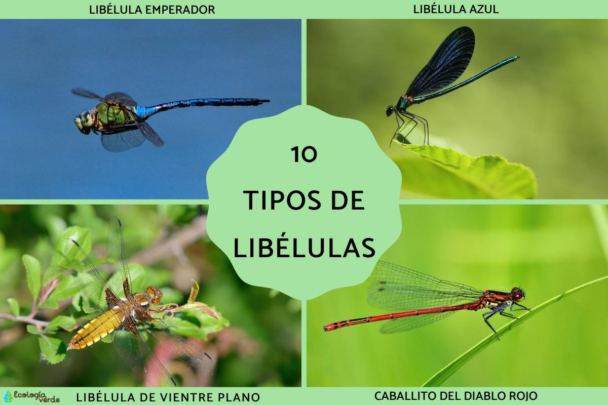 Tipos de libélulas