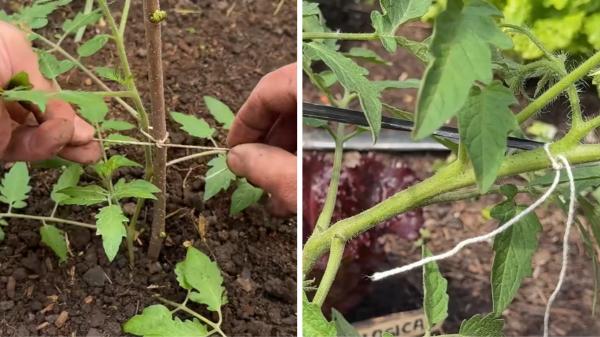 Martín, biólogo especializado en botánica: “Para que las tomateras crezcan fuertes y produzcan más tomates, hay que generar una mayor cantidad de raíces” - Tutorar las ramas y mantener una planta más abierta