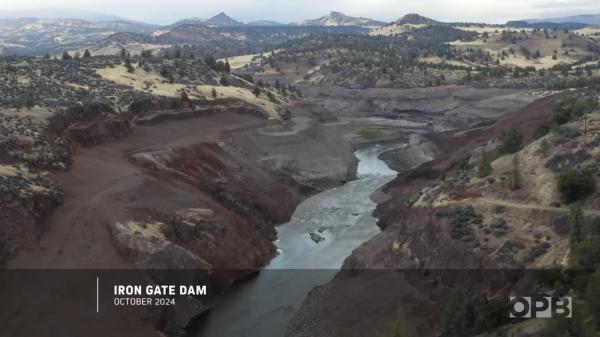 Tras derribar cuatro represas hidroeléctricas, una tribu indígena siembra millones de semillas para recuperar un río histórico de Estados Unidos - El regreso del salmón, otra de las claves para recuperar el río Klamath