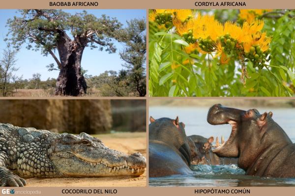 Río Limpopo - Flora y fauna del río Limpopo