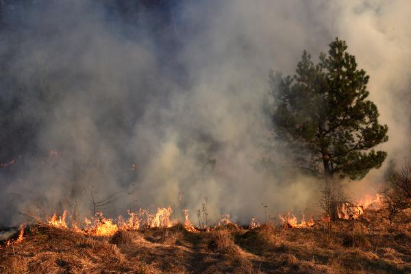 Litometeoros: qué son, tipos y ejemplos - Humo