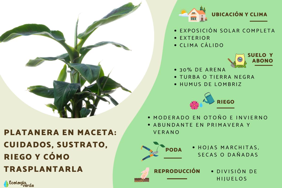 Platanera en maceta: cuidados, sustrato, riego y cómo trasplantarla