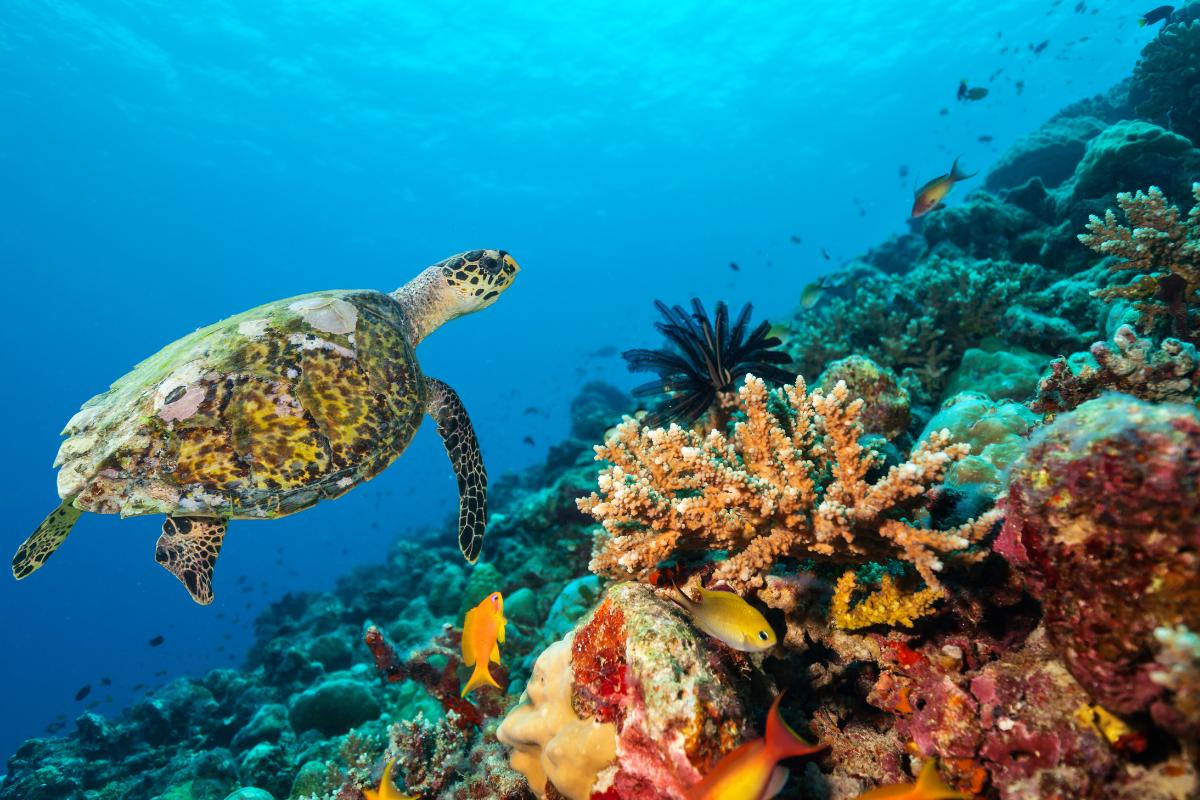 Ecosistema acuático: qué es, características, tipos y ejemplos