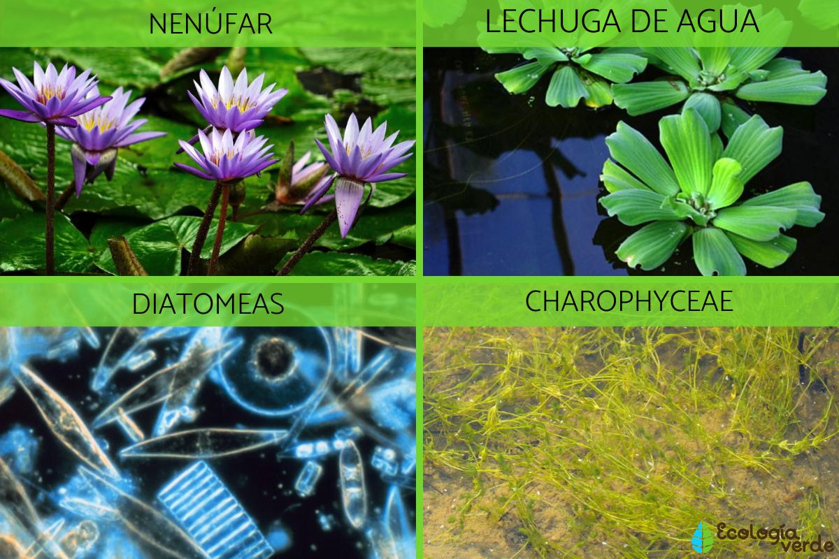 Que Es Un Ecosistema Acuatico