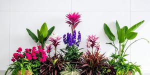 ¿Cómo mezclar plantas en la misma maceta? Guía de plantas que pueden convivir juntas