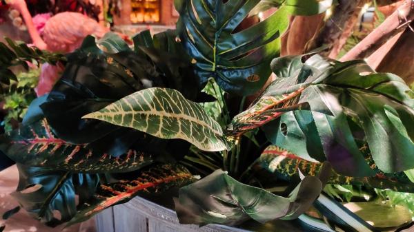 ¿Cómo mezclar plantas en la misma maceta? Guía de plantas que pueden convivir juntas - ¿Cómo organizar las plantas dentro de la maceta?