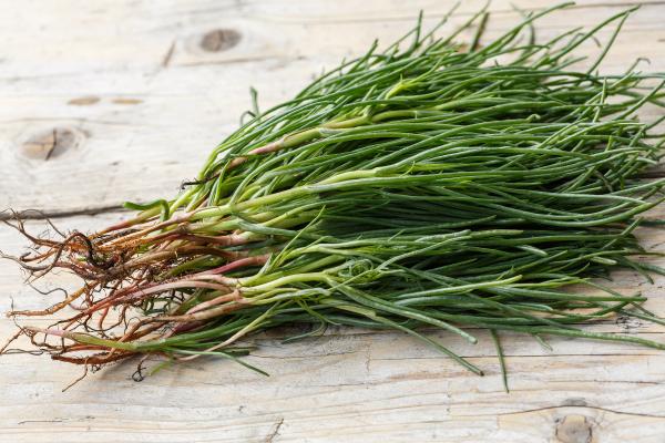 Salicornia o espárrago de mar: qué es, propiedades, cómo se come y cultivo - ¿Cómo se cultiva la salicornia o espárrago de mar? 