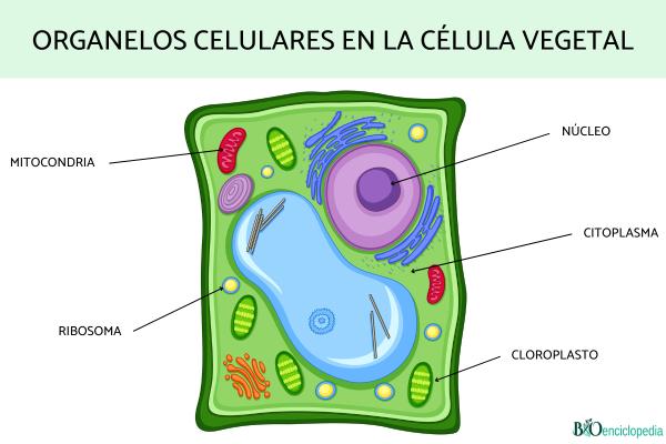 Organelos celulares: qué son, funciones y ejemplos - Ejemplos de organelos celulares
