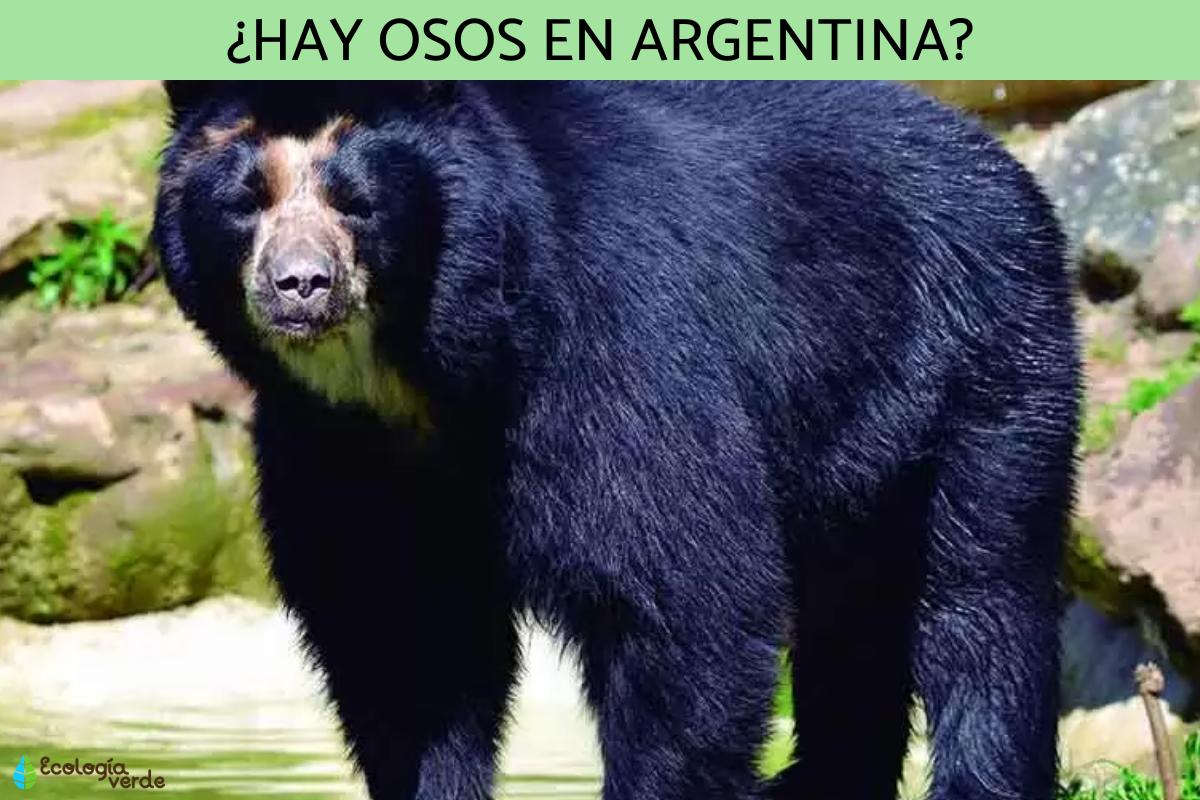 ¿Hay osos en Argentina?