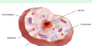 Organelos celulares: qué son, funciones y ejemplos