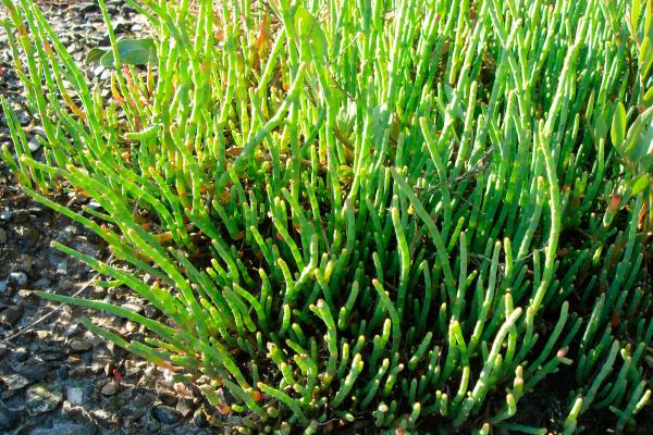 Salicornia o espárrago de mar: qué es, propiedades, cómo se come y cultivo - ¿Qué es la salicornia o espárrago de mar?