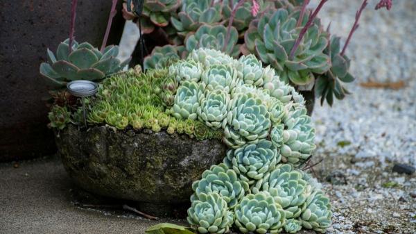 ¿Cómo mezclar plantas en la misma maceta? Guía de plantas que pueden convivir juntas - ¿Qué plantas pueden convivir juntas?