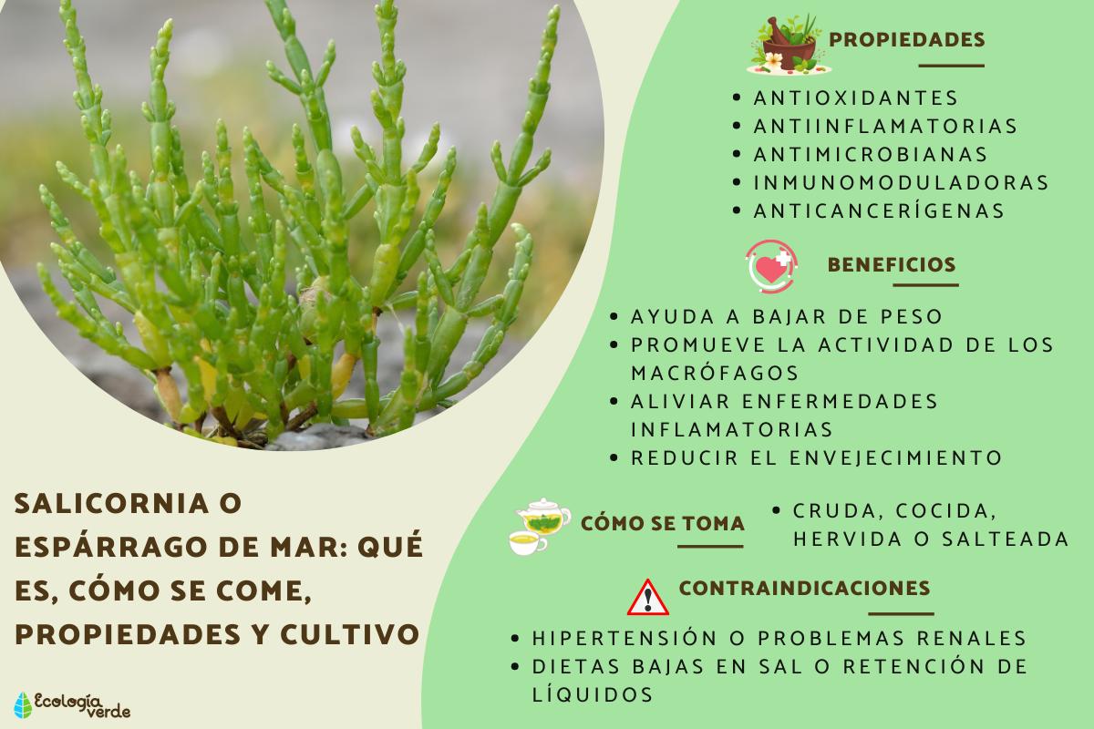 Salicornia o espárrago de mar: qué es, propiedades, cómo se come y cultivo