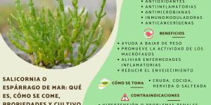 Salicornia o espárrago de mar: qué es, propiedades, cómo se come y cultivo