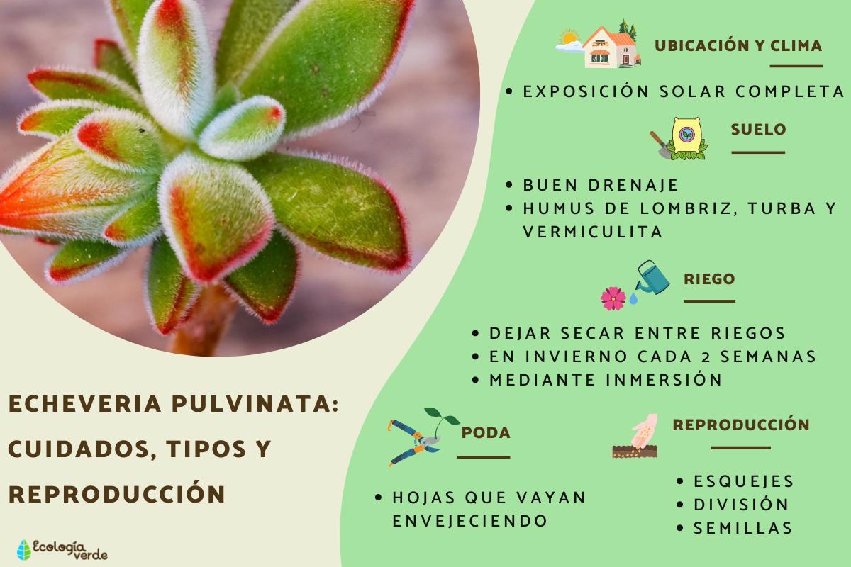Echeveria pulvinata: cuidados, tipos y reproducción