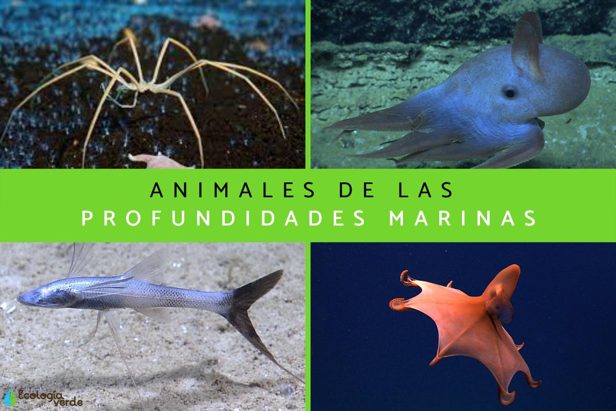 Animales de las profundidades marinas