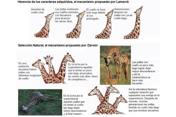 Teoría de Lamarck: qué es, importancia y ejemplo - Ejemplo de las jirafas de Lamarck