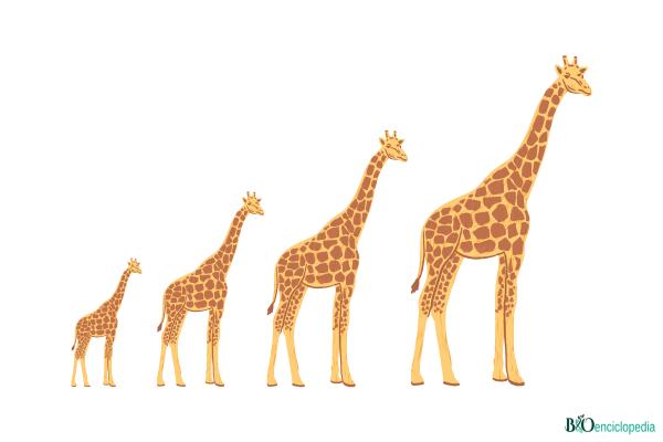 Teoría de Lamarck: qué es, importancia y ejemplo - Qué es la teoría de Lamarck e importancia