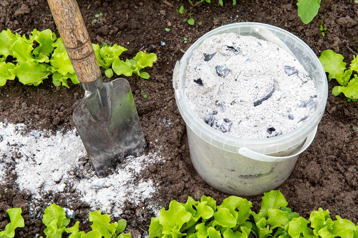 ¿Sirven las cenizas como abono para las plantas?