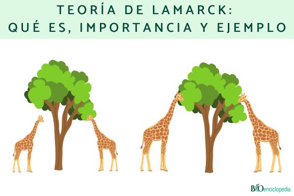 Teoría de Lamarck: qué es, importancia y ejemplo