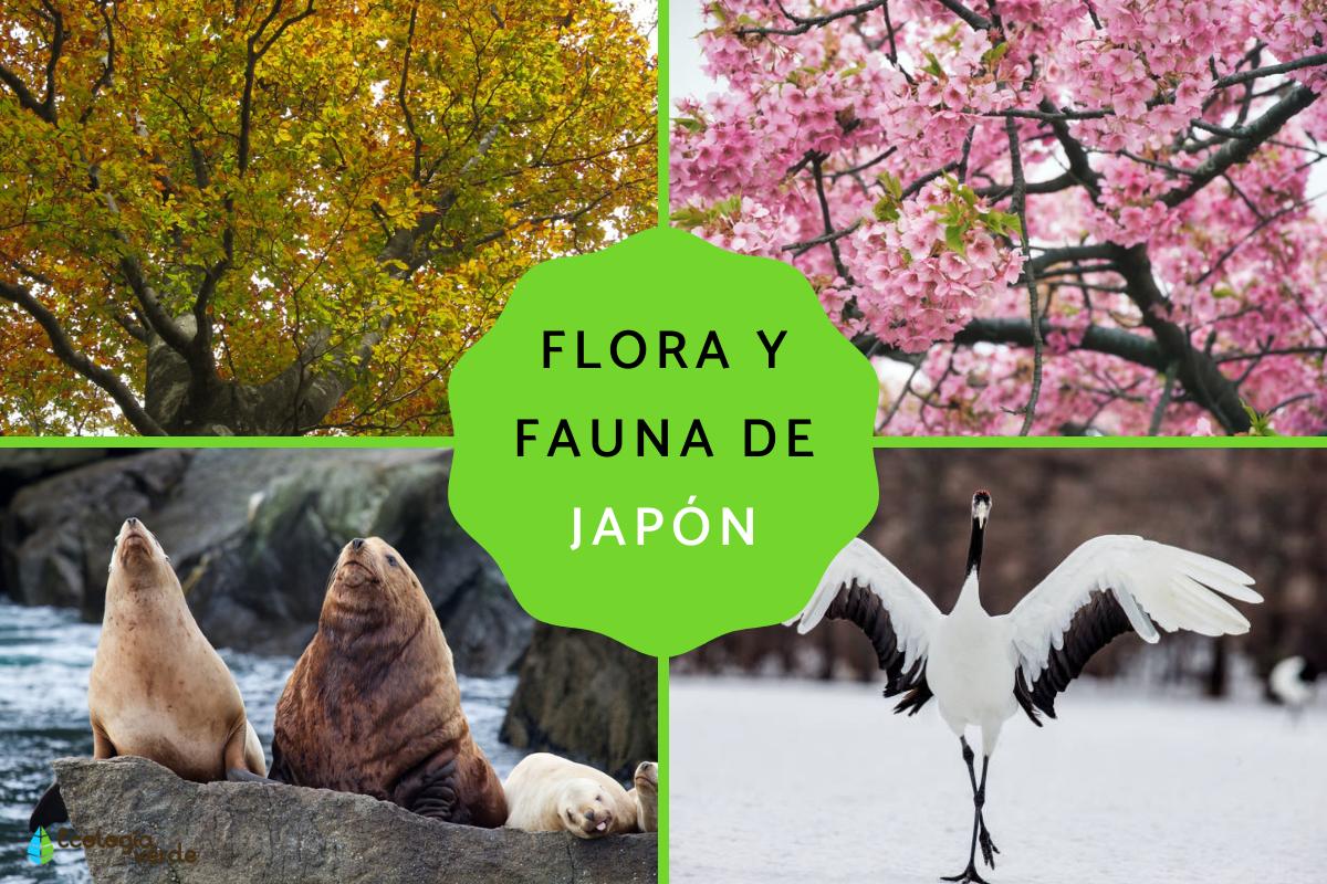 Flora y fauna de Japón