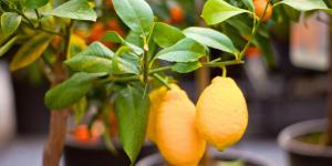 Los 3 árboles ideales para maceta que transforman tu terraza esta primavera (y sobreviven al verano en España)