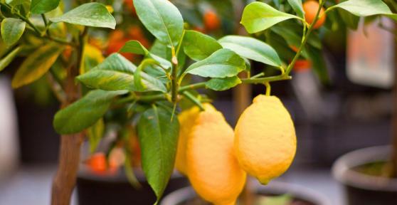 Los 3 árboles ideales para maceta que transforman tu terraza esta primavera (y sobreviven al verano en España)