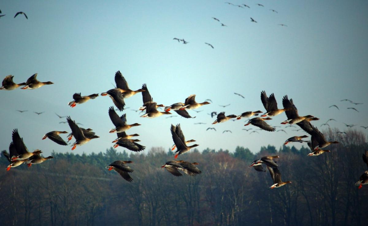 Aves migratorias: qué son, características y ejemplos