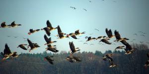 Aves migratorias: qué son, características y ejemplos