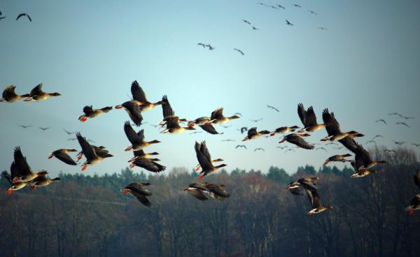 Aves migratorias: qué son, características y ejemplos