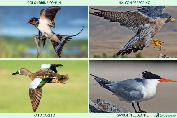 Aves migratorias: qué son, características y ejemplos - Ejemplos de aves migratorias 