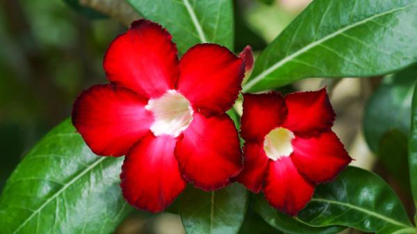 Natalia Sáez, experta en jardinería: “Si todo lo que pones en tu jardín o terraza se fríe, necesitas conocer esta planta superresistente” - Los cuidados extra que ayudan a que florezca durante meses