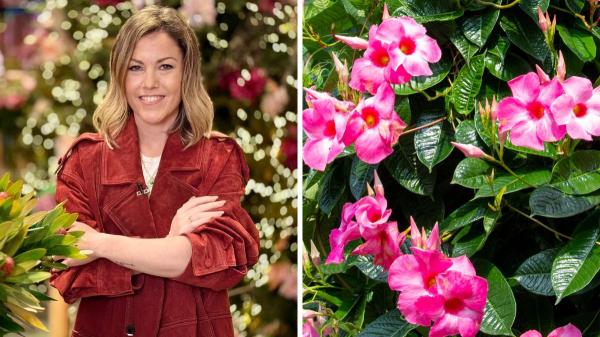 Natalia Sáez, experta en jardinería: “Si todo lo que pones en tu jardín o terraza se fríe, necesitas conocer esta planta superresistente”