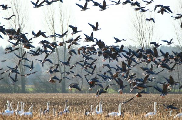 Aves migratorias: qué son, características y ejemplos - Qué son las aves migratorias 