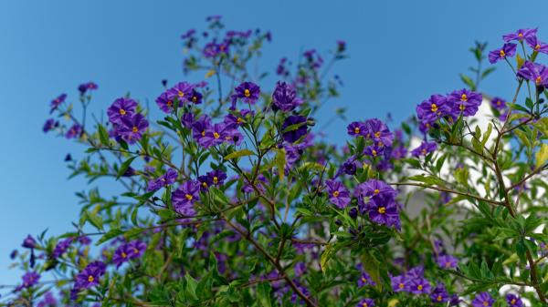 Ni buganvilla ni lavanda: el arbusto que puedes tener en el balcón, crece a pleno sol y te regalará flores violetas - Así es el solano azul, la planta que llena de flores los balcones