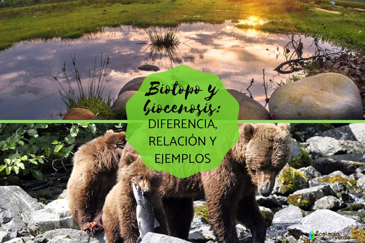 Biotopo y biocenosis: diferencia, relación y ejemplos