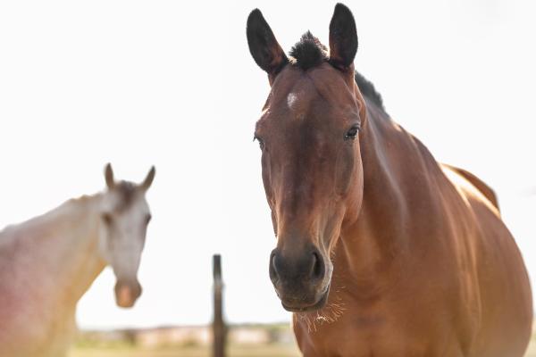Tipos de caballos - Caballo alazán 