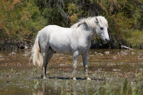 Tipos de caballos - Caballo camargue