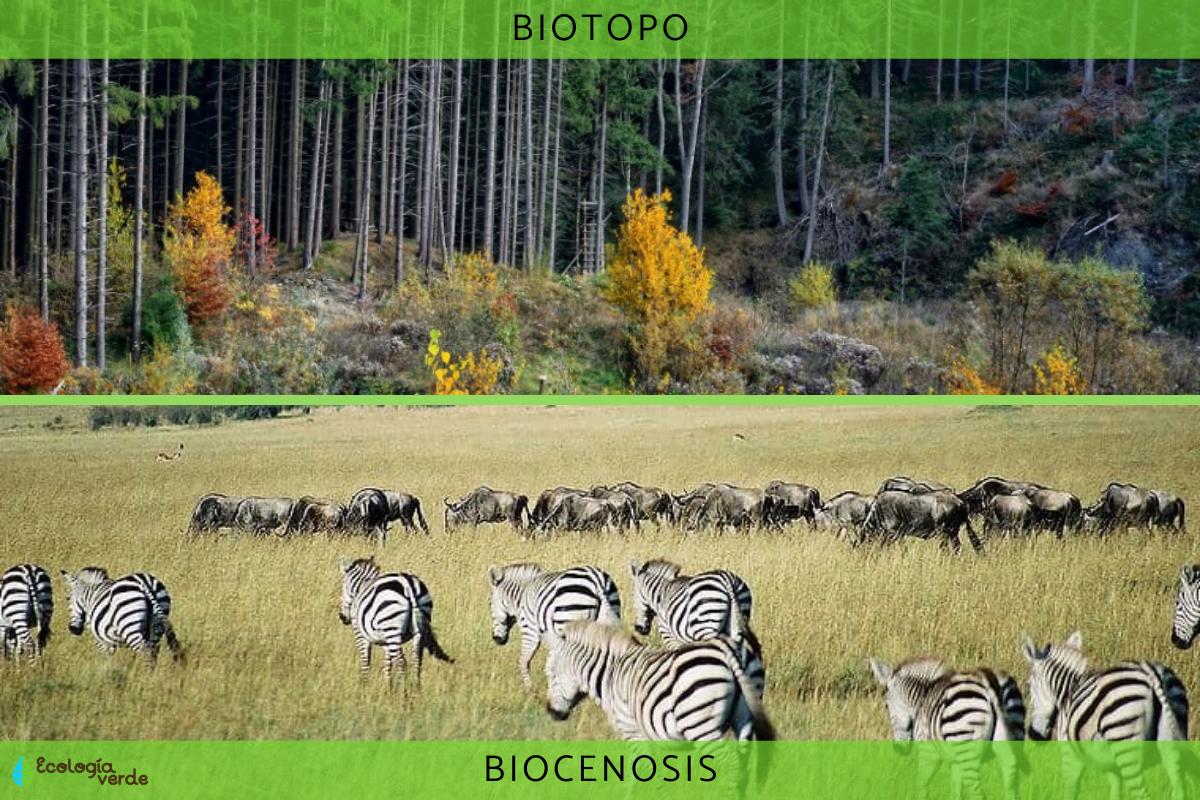 BIOTOPO Y BIOCENOSIS: Diferencia, Relación Y Ejemplos - Resumen