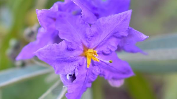 Ni buganvilla ni lavanda: el arbusto que puedes tener en el balcón, crece a pleno sol y te regalará flores violetas - Esto es lo que debes hacer para que crezca fuerte y no se descontrole