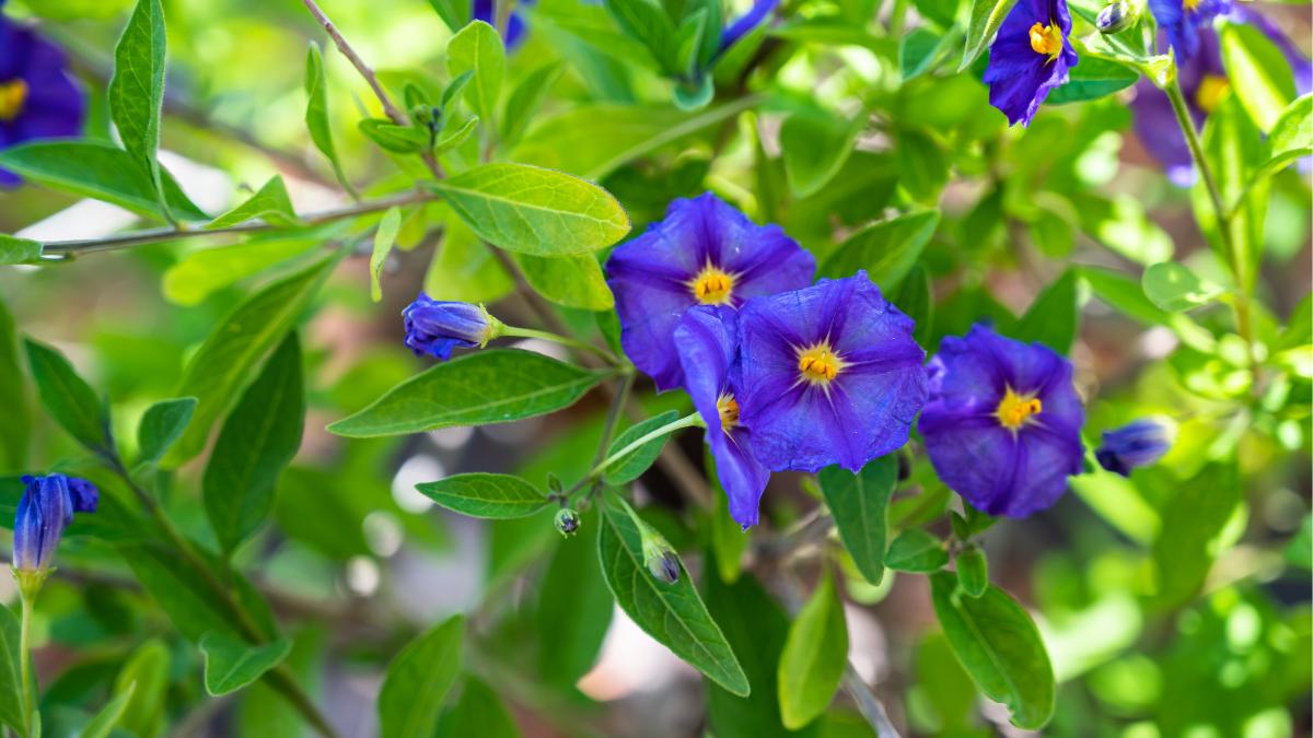Ni buganvilla ni lavanda: el arbusto que puedes tener en el balcón, crece a pleno sol y te regalará flores violetas