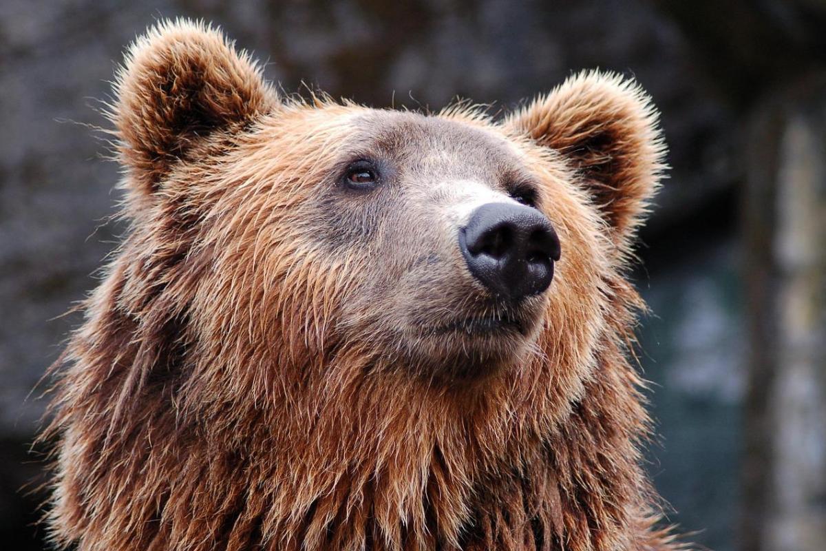 Oso grizzly: qué come y características