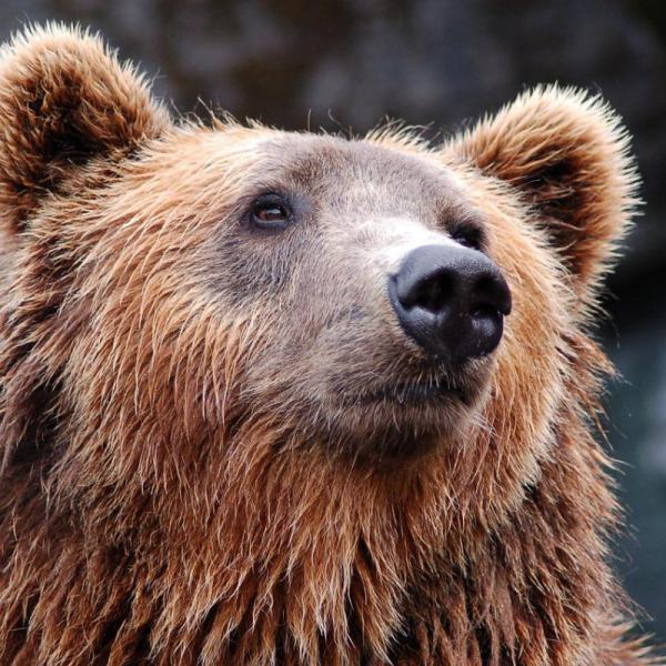 Oso grizzly: qué come y características - FOTOS Oso grizzly: qué come y características - FOTOS