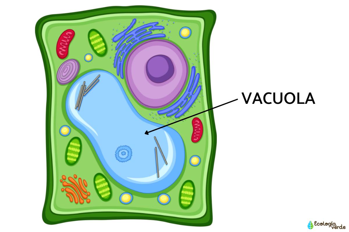 Vacuola Qu Es Funci n Y Estructura Resumen Vacuola Qu Es Funci n Y Estructura Resumen